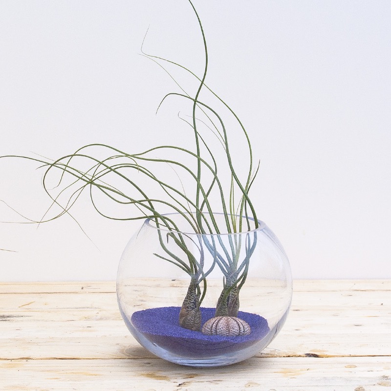 tillandsia-butzii-