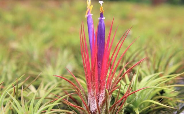 Tillandsia_Ionantha_red