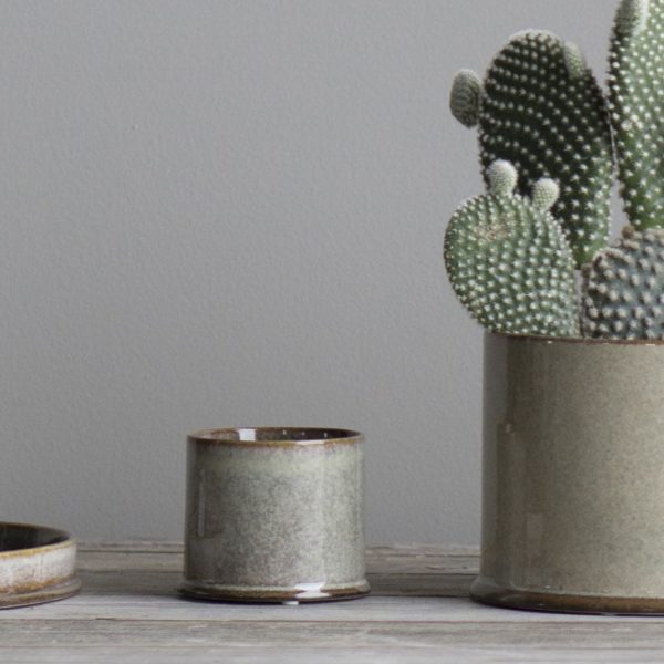 Astillbe Mini Pot Multi