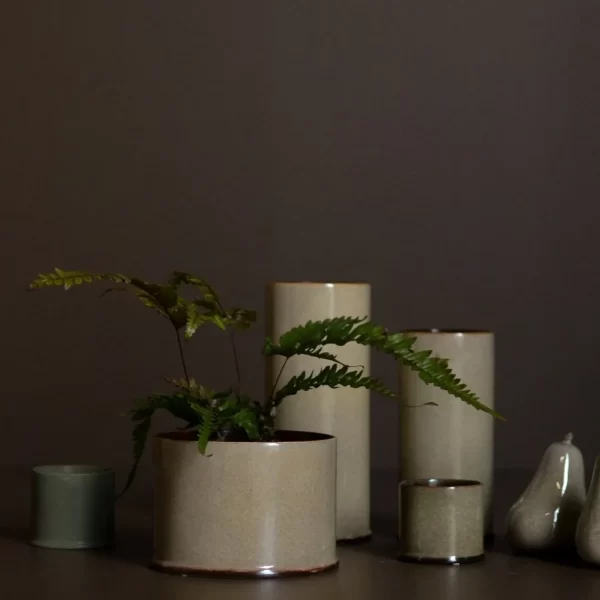 Astillbe Mini Pot Multi