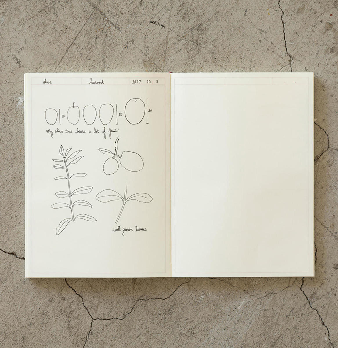 md-notebook-journal-a5-frame-a (5)