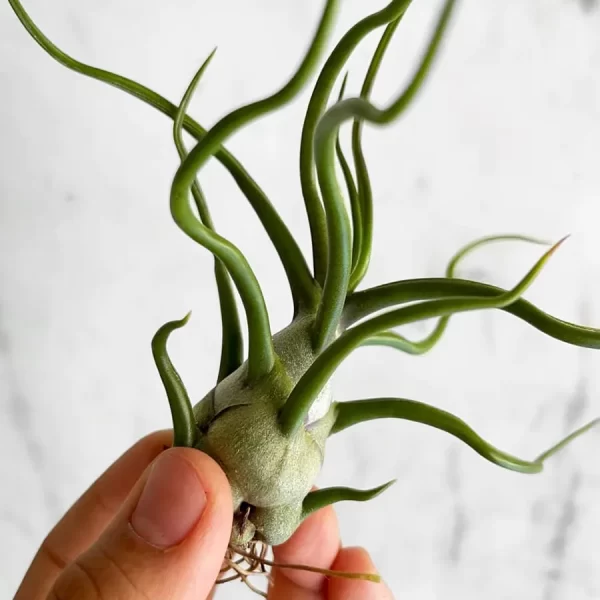 Tillandsia Bulbosa XL