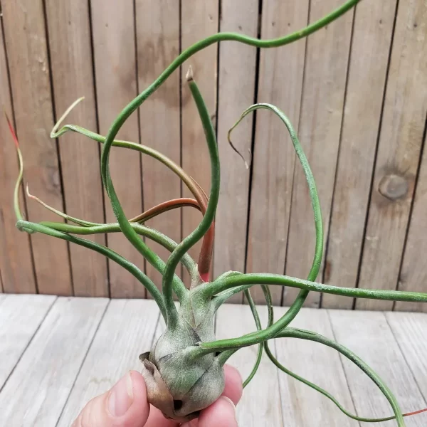 Tillandsia Bulbosa XL