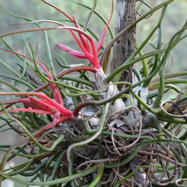 Tillandsia Bulbosa XL