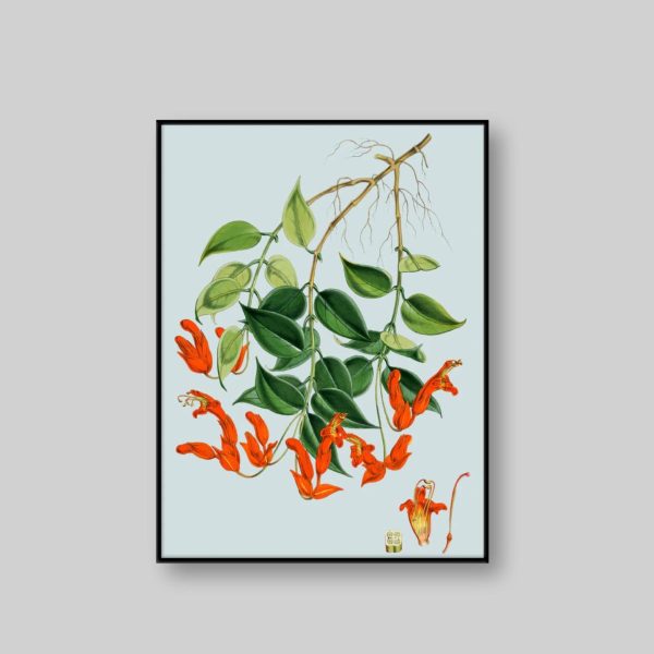 Aeschynanthus Peelii